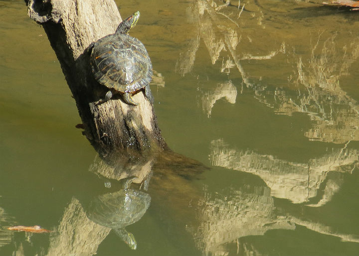 Red-ear Slider